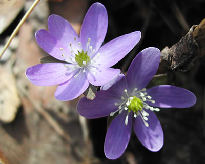 Anemone acutiloba 3225